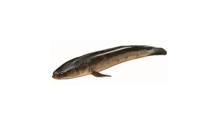 Snakehead ( Sole )