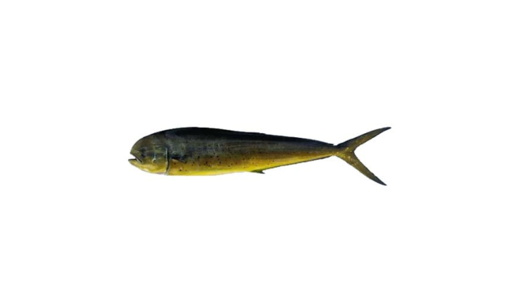 Mahi Mahi (Amrose)