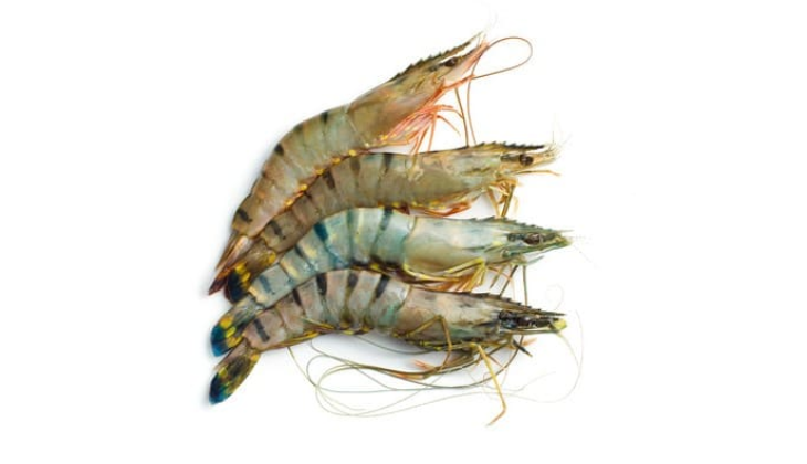 Tiger Prawns