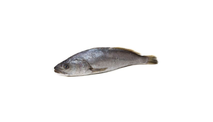Croaker (Mushka)