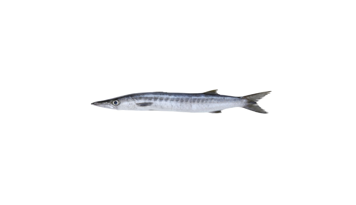 White Barracuda (Safaid Kund)