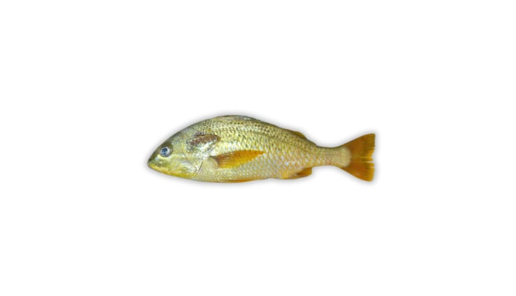 Javelin Grunter (Dhotar)