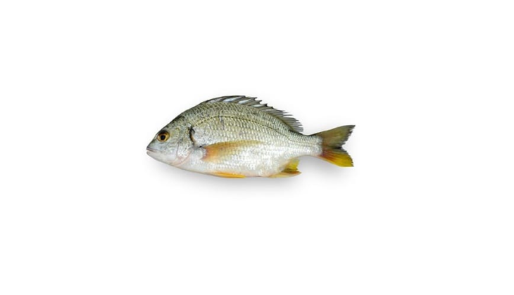 Seabream (Safaid Dandia)