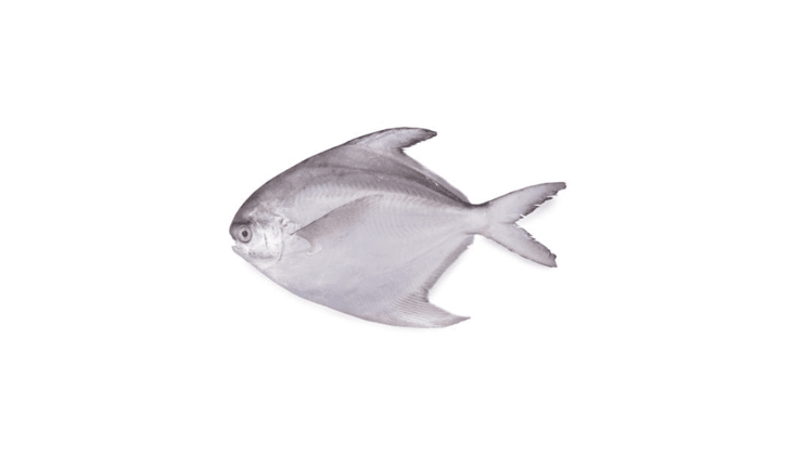 White Pomfret (Safaid Paplet)