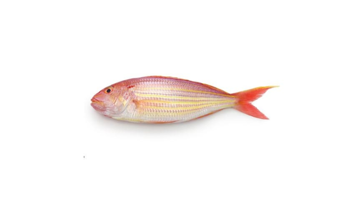 Threadfin Bream (Chakori)