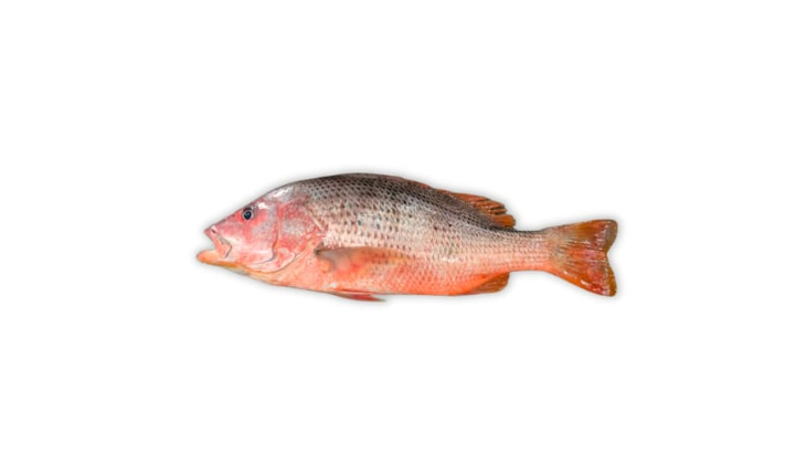 Red Snapper (Heera)