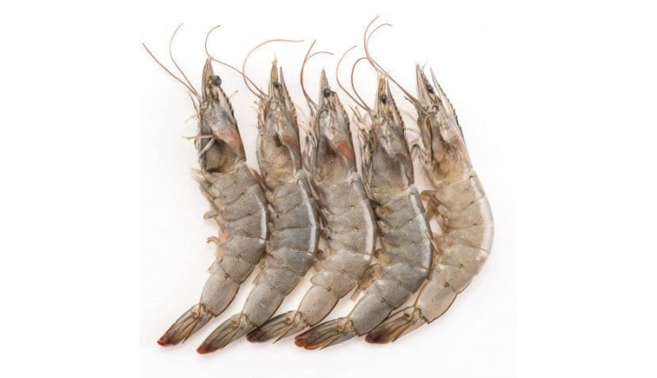 Large Prawns