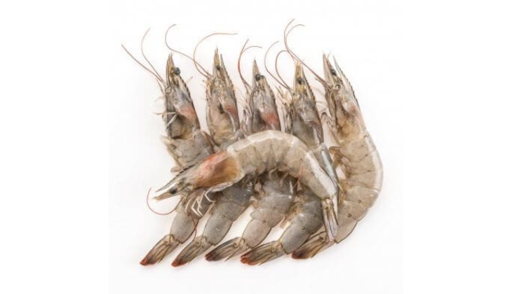 Medium Prawn